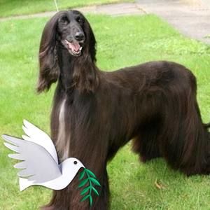 Meet your Posher, Suzanne